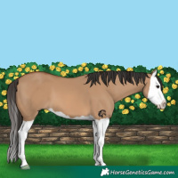 Horse Color:Bay Dun Splash 