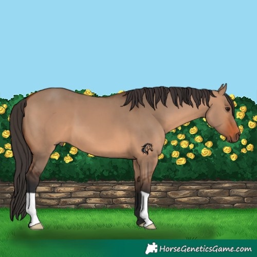 Horse Color:Bay Dun 