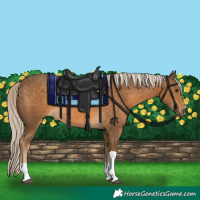 Horse Color:Chocolate Palomino Tobiano Rabicano