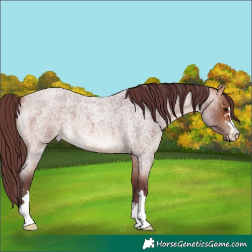 Horse Color:Chocolate Bay Roan 