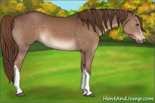 Horse Color:Liver Chestnut 