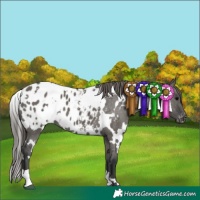 Horse Color:White Spotted Grullo Appaloosa