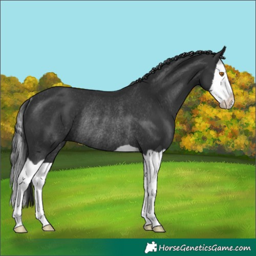 Horse Color:Black Splash Rabicano