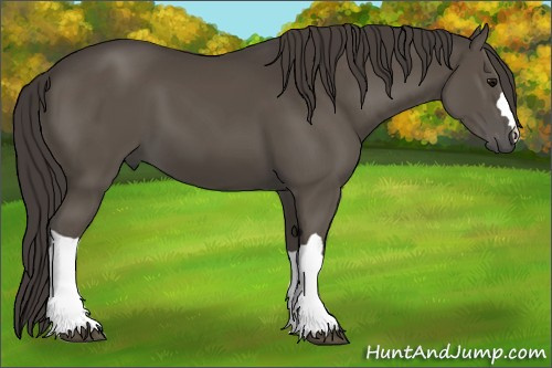 Horse Color:Smoky Black 
