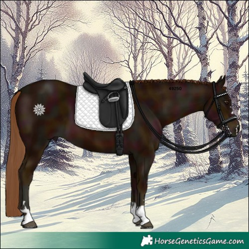 Horse Color:Midnight Chestnut 