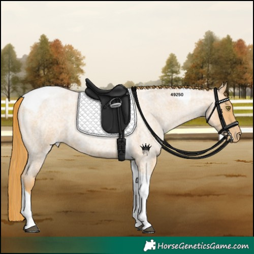 Horse Color:Red Roan Pearl Tobiano