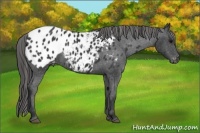 Horse Color:Black Appaloosa 