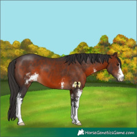 Horse Color:Brown Sabino