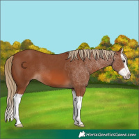 Horse Color:Chestnut Splash 