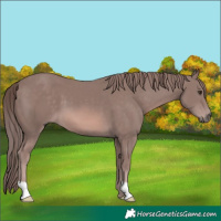Horse Color:Platinum Chestnut