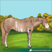 Horse Color:Liver Chestnut Pearl Sabino 