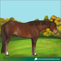 Horse Color:Liver Chestnut Rabicano 