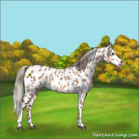 Horse Color:Red Dun Mushroom Sabino Tobiano Appaloosa 