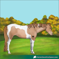 Horse Color:Chestnut Pearl Tobiano 