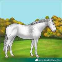 Horse Color:Gray White Spotted Bay 