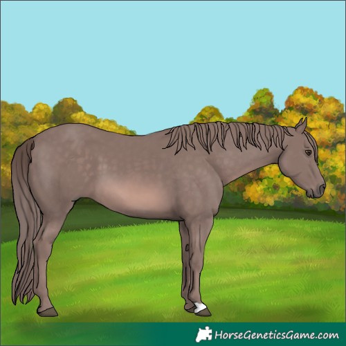 Horse Color:Platinum Chestnut 