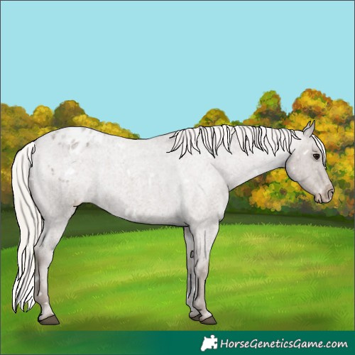 Horse Color:White Spotted Silver Blue Roan Varnish
