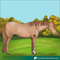 Horse Color:Bay Pearl 