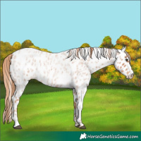 Horse Color:Red Roan Appaloosa 
