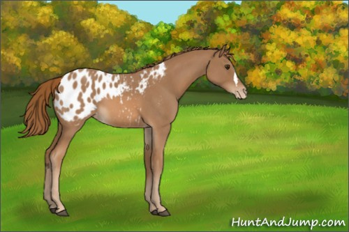 Horse Color:Red Roan Appaloosa 