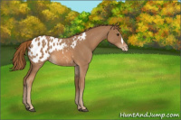 Horse Color:Red Roan Appaloosa 
