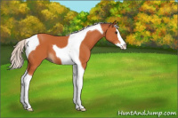 Horse Color:Silver Bay Splash Tobiano 