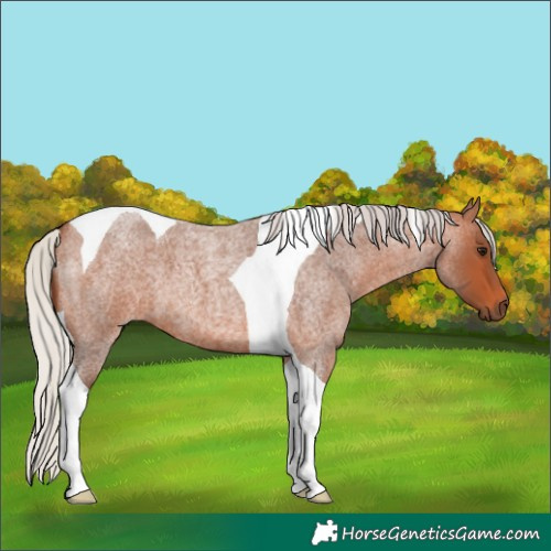 Horse Color:Silver Bay Roan Tobiano 