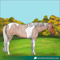 Horse Color:Silver Bay Roan Tobiano 