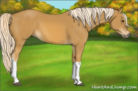 Horse Color:Palomino 