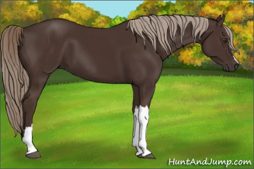 Horse Color:Liver Chestnut 