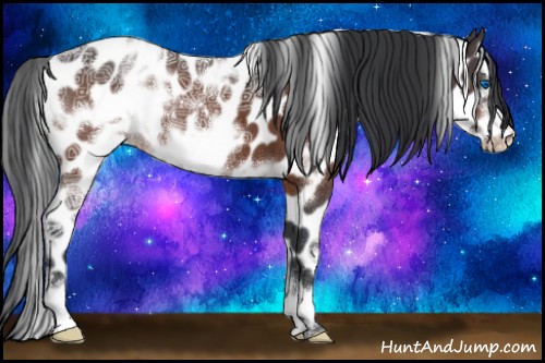 Horse Color:White Spotted Bay Ice Frame Appaloosa 