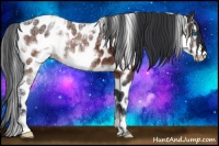 Horse Color:White Spotted Bay Ice Frame Appaloosa 