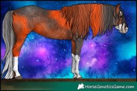 Horse Color:Bay Splash 