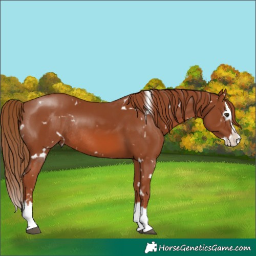Horse Color:White Spotted Chestnut Splash Rabicano 
