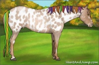 Horse Color:Painted White Spotted Liver Red Roan Pearl Frame Appaloosa Rabicano 