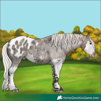 Horse Color:Silver Brown Ice Roan Dun Splash Appaloosa 
