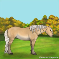Horse Color:Silver Buckskin Dun