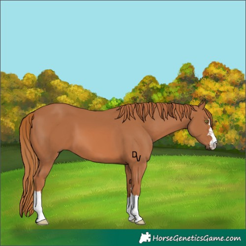 Horse Color:Chestnut 
