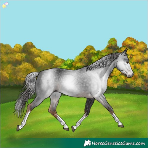 Horse Color:Gray White Spotted Liver Chestnut