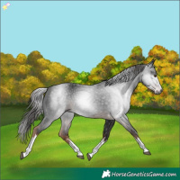 Horse Color:Gray White Spotted Liver Chestnut 