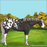 Horse Color:Gray Silver Black Splash Appaloosa 