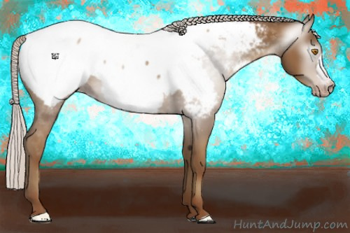 Horse Color:Gray Silver Classic Champagne Appaloosa