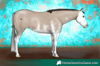 Horse Color:Classic Champagne Dun Sabino Splash 