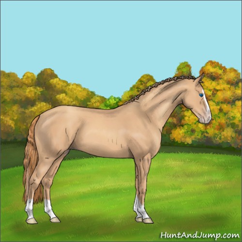 Horse Color:Gold Champagne Splash 