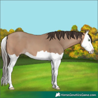 Horse Color:Amber Champagne Splash