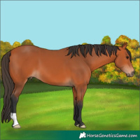 Horse Color:Bay 
