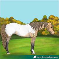 Horse Color:Buckskin Near Fewspot 