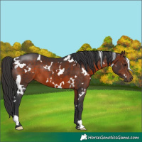 Horse Color:White Spotted Brown 