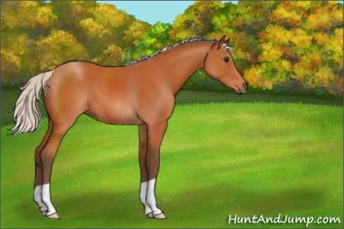 Horse Color:Silver Bay 