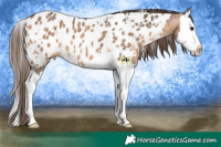 Horse Color:White Spotted Bay Dun Splash Appaloosa 